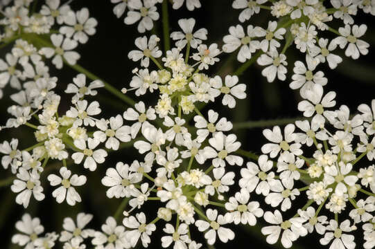 Image of rough chervil