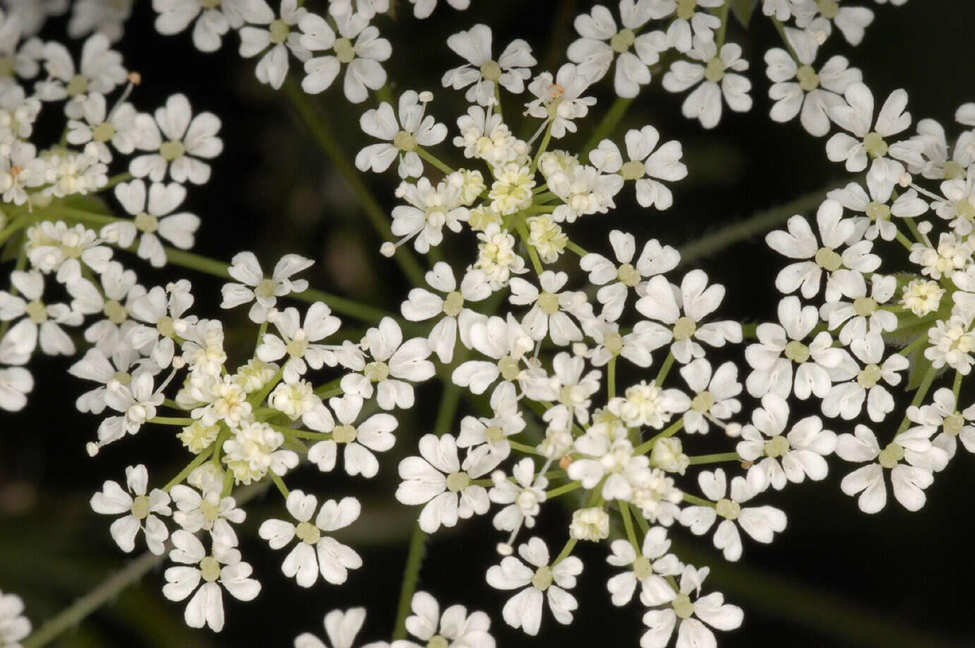 Imagem de Chaerophyllum temulum L.