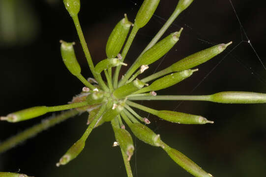 Image of rough chervil