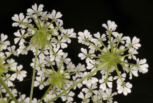 Image of rough chervil