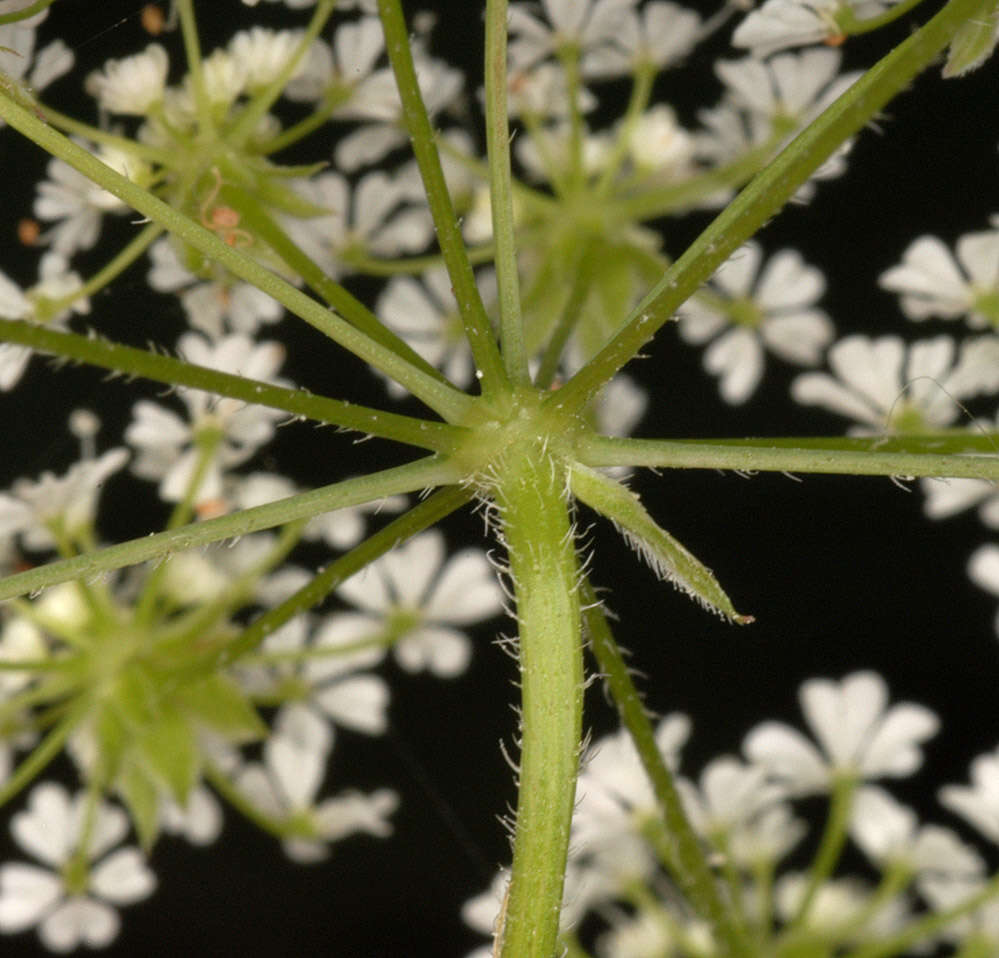 Imagem de Chaerophyllum temulum L.