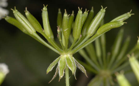 Image of rough chervil