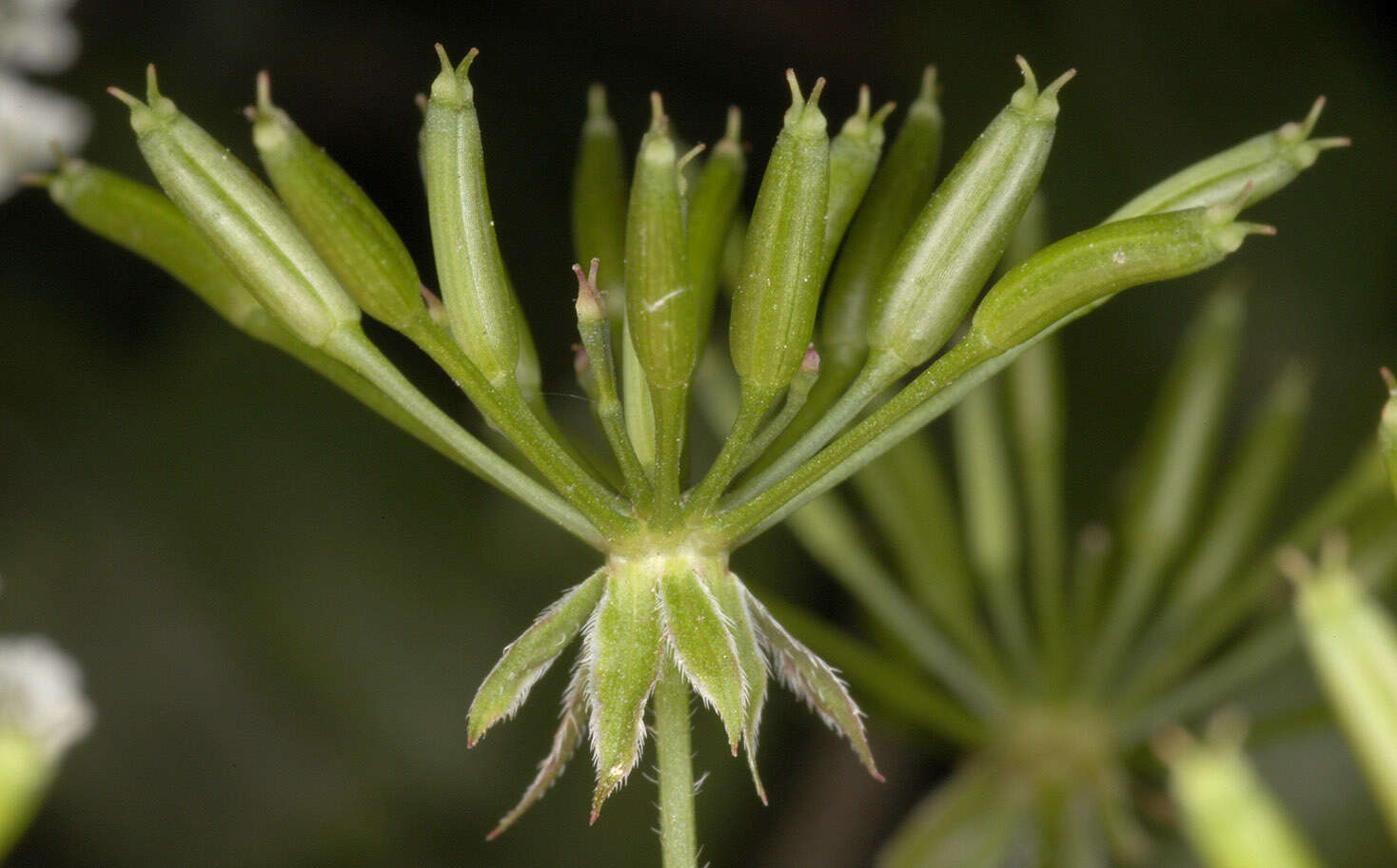 Imagem de Chaerophyllum temulum L.