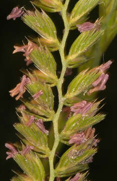 Image of Crested dogstail grass