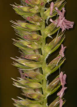 Image of Crested dogstail grass