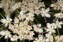 Oenanthe crocata L. resmi