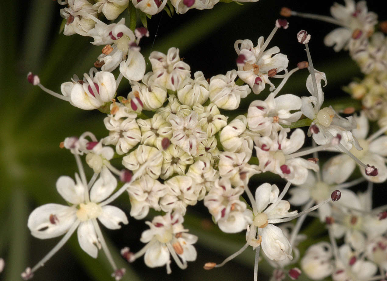 Oenanthe crocata L. resmi