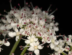 Oenanthe crocata L. resmi