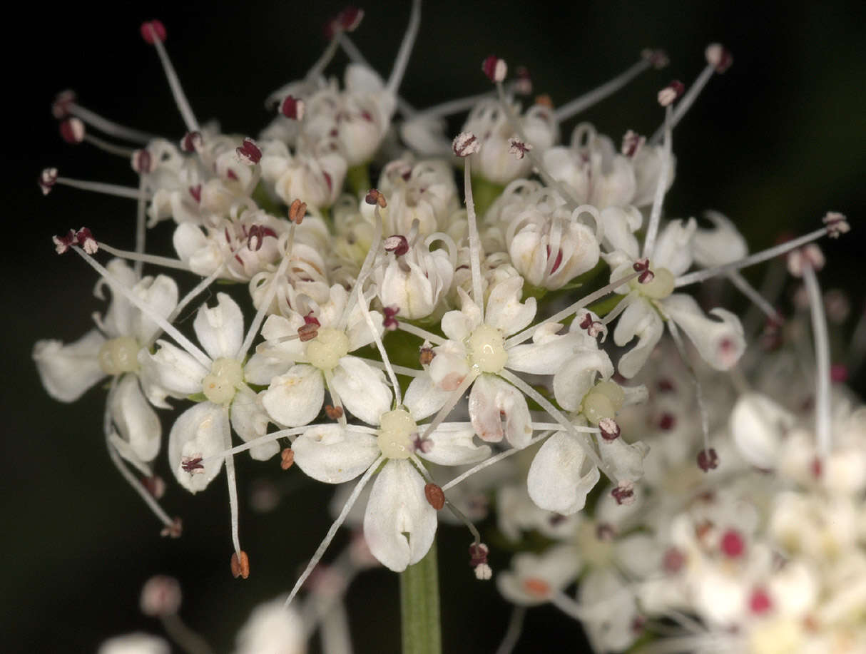 Oenanthe crocata L. resmi