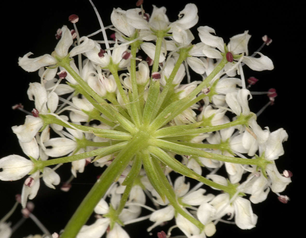 Oenanthe crocata L. resmi