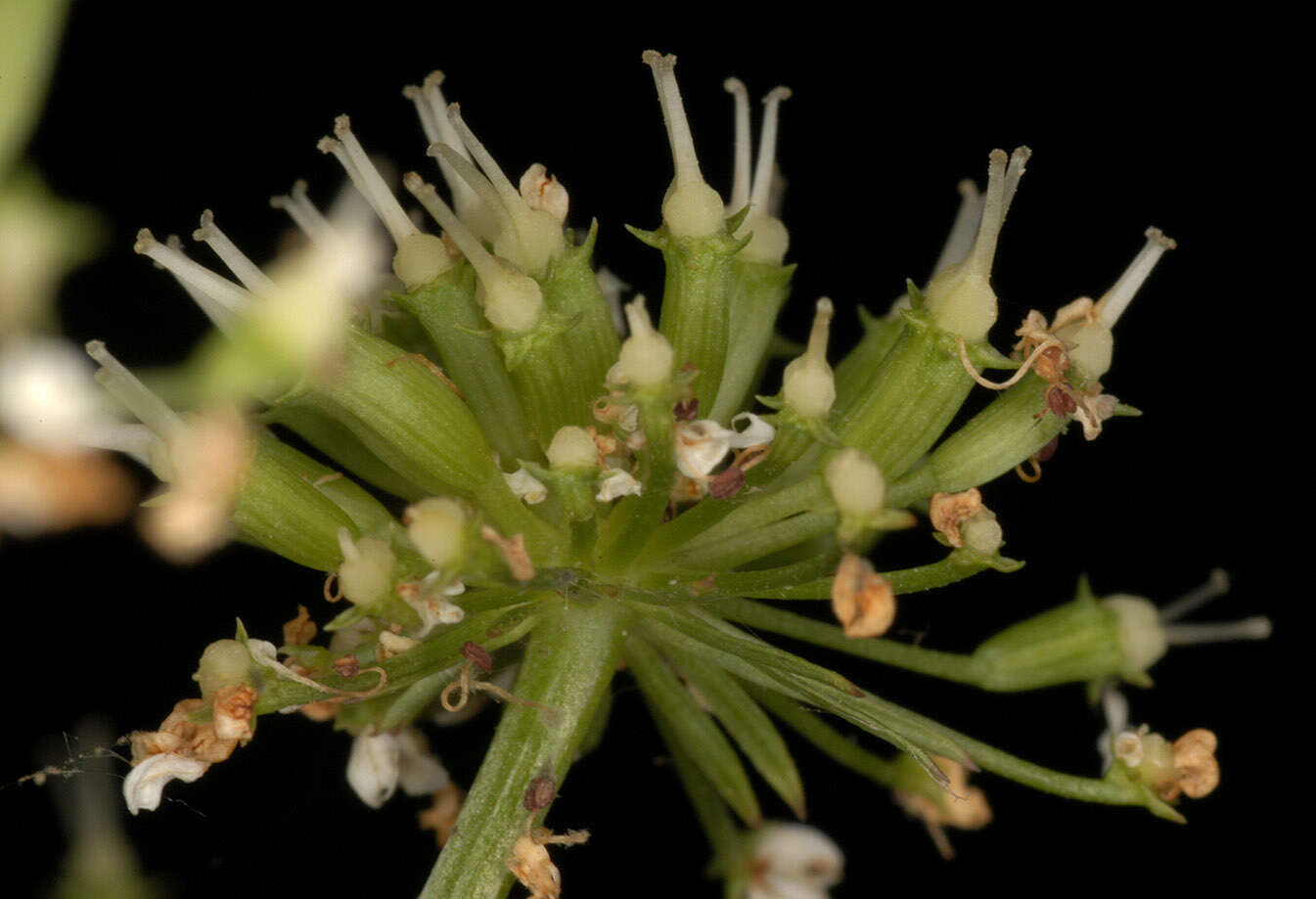 Oenanthe crocata L. resmi