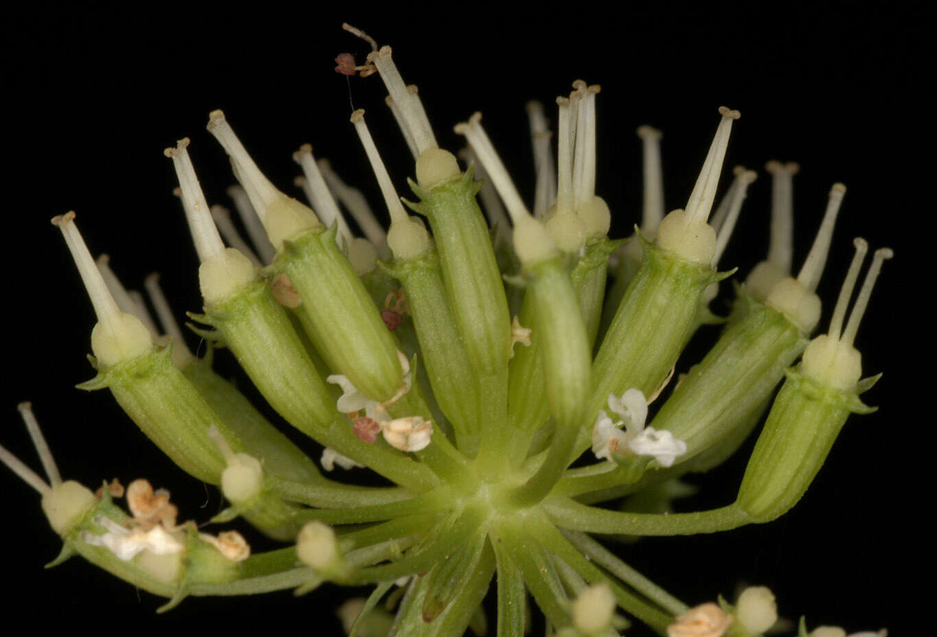 Oenanthe crocata L. resmi