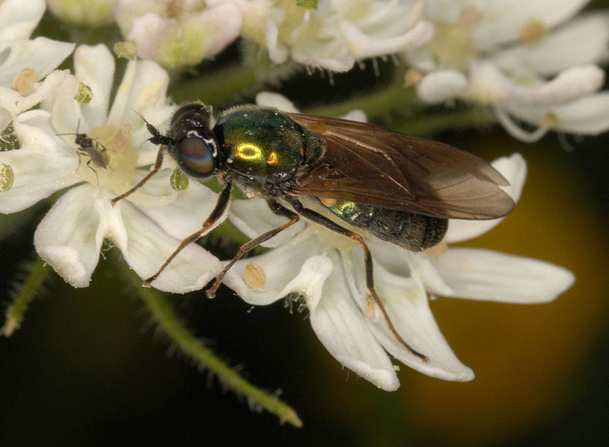 Imagem de Chloromyia formosa (Scopoli 1763)