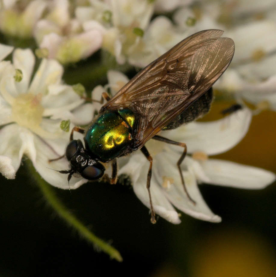 Imagem de Chloromyia formosa (Scopoli 1763)