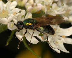 Image of Soldier fly