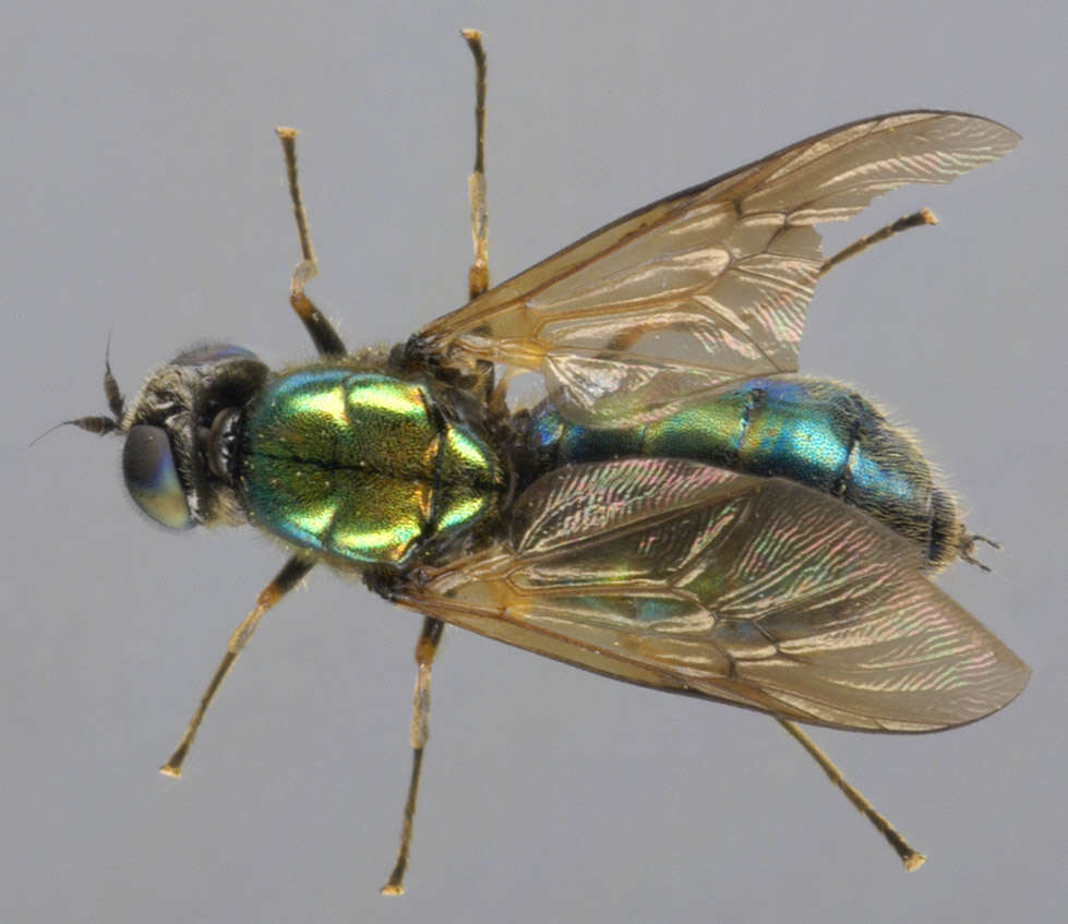 Imagem de Chloromyia formosa (Scopoli 1763)