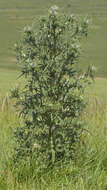 Image of Spear Thistle