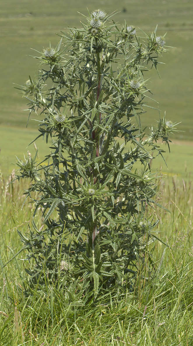 Image of Spear Thistle