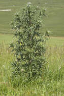 Image of Spear Thistle