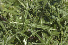 Image of Spear Thistle