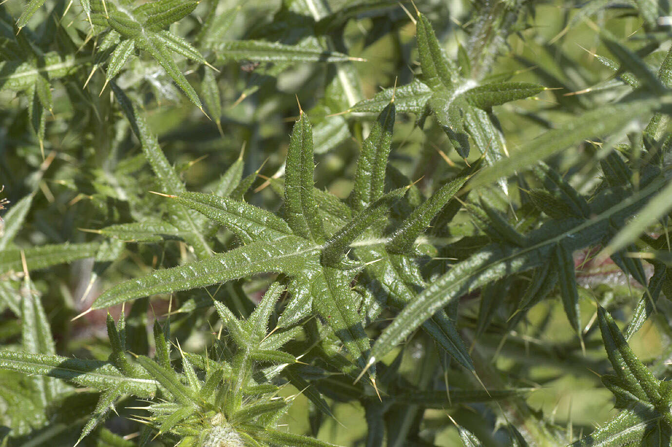 Image of Spear Thistle