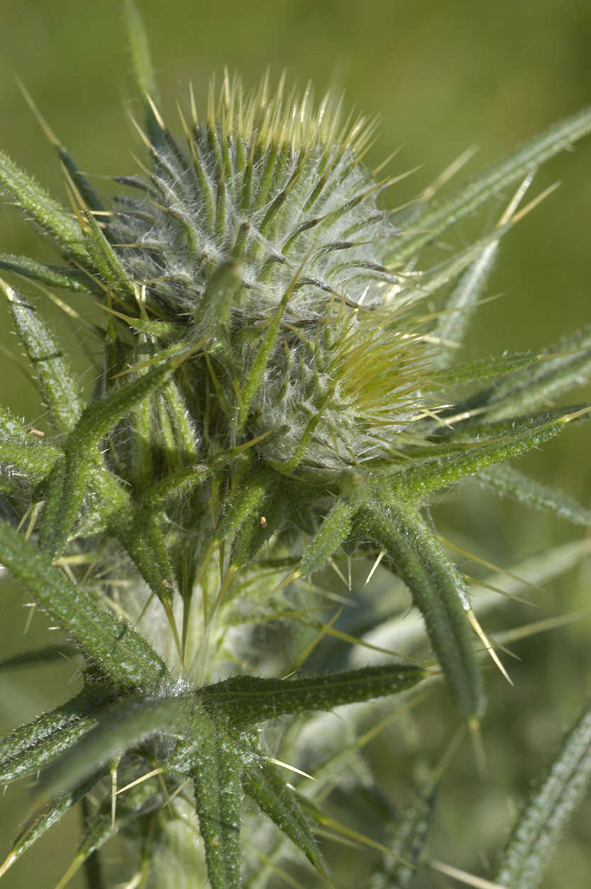 Image of Spear Thistle