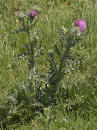 Image of Musk Thistle