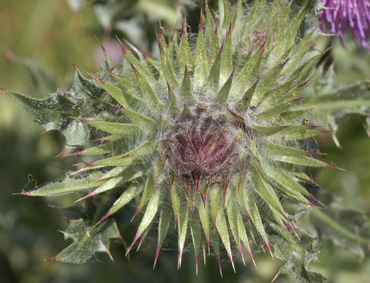 Image of Musk Thistle
