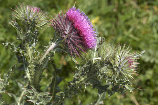 Image of Musk Thistle