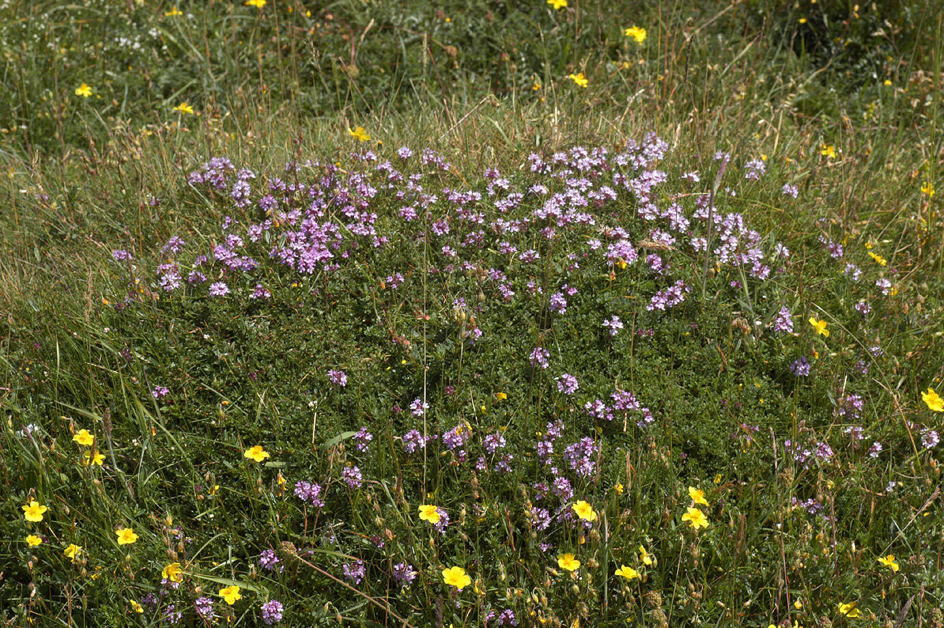 صورة Thymus praecox subsp. polytrichus (A. Kern. ex Borbás) Jalas