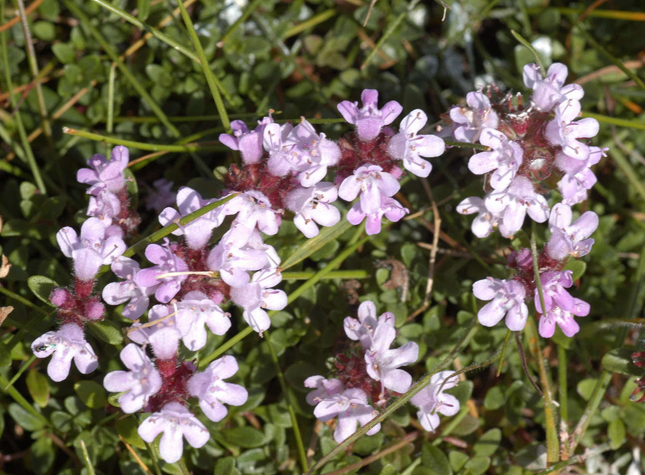 صورة Thymus praecox subsp. polytrichus (A. Kern. ex Borbás) Jalas