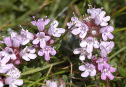 صورة Thymus praecox subsp. polytrichus (A. Kern. ex Borbás) Jalas