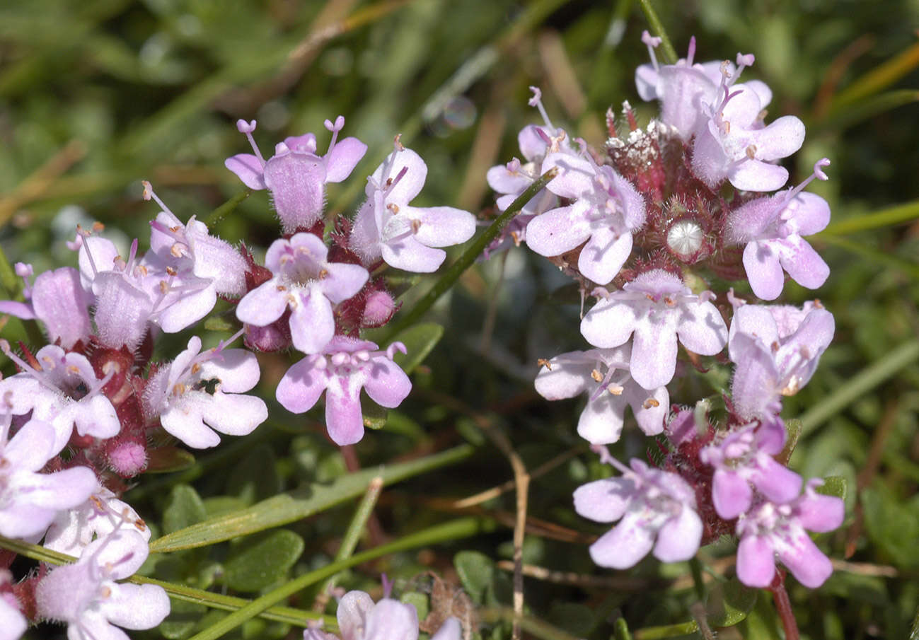 Image of Thymus praecox subsp. polytrichus (A. Kern. ex Borbás) Jalas