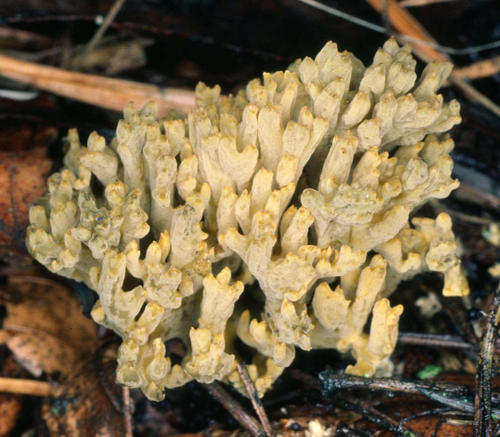 Image de Phaeoclavulina abietina (Pers.) Giachini 2011