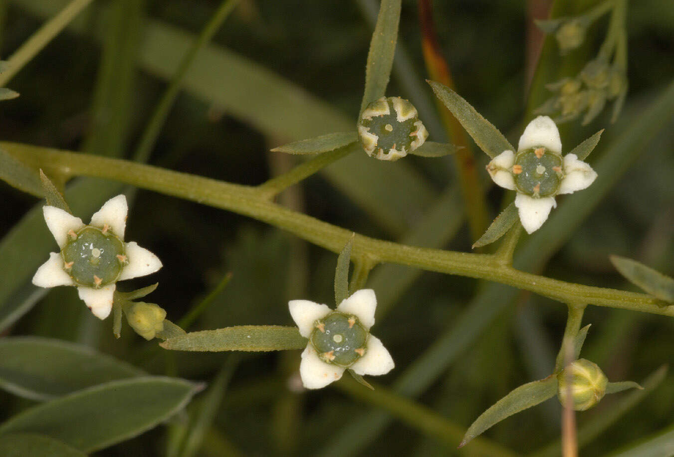 Image of bastard toadflax