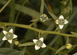 Image of bastard toadflax