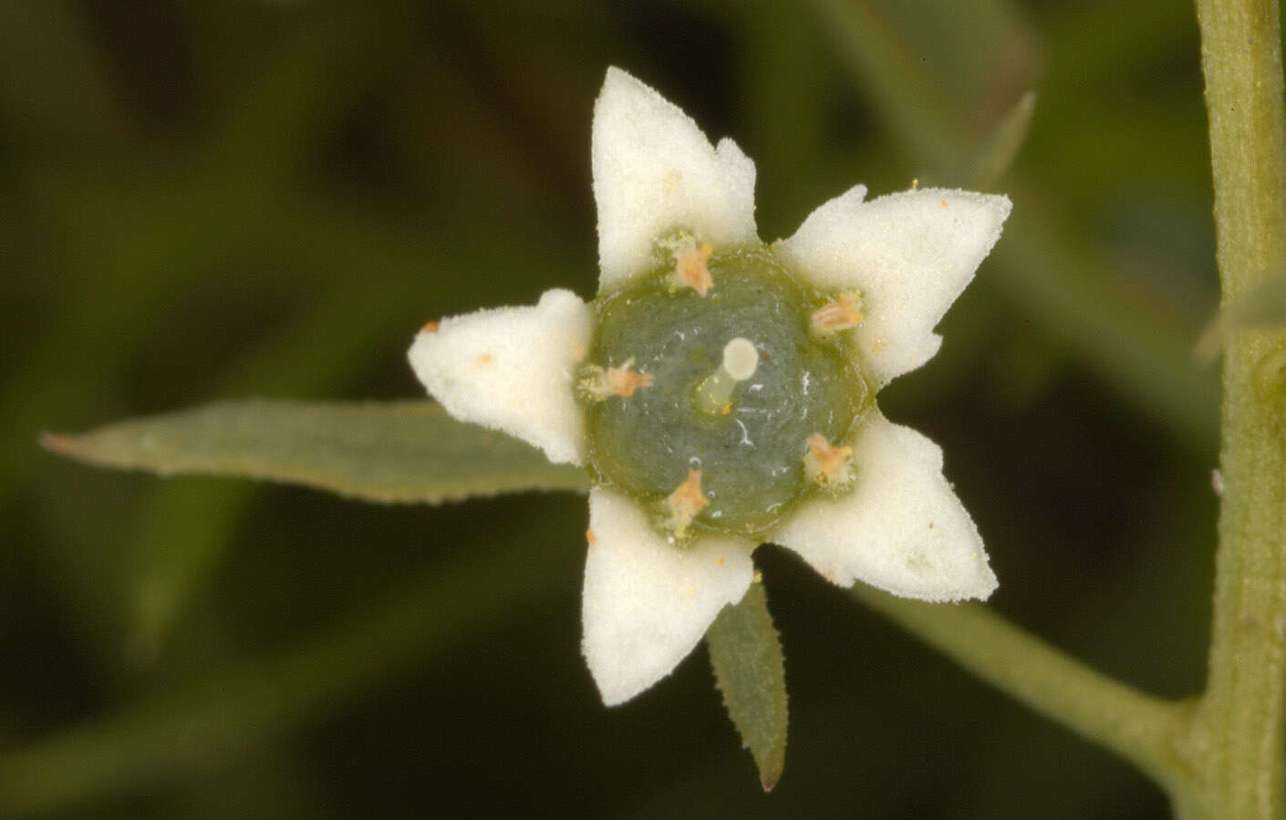 Image of bastard toadflax