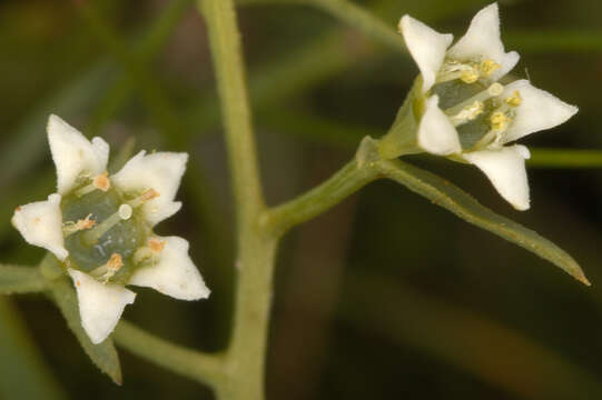 Image of bastard toadflax