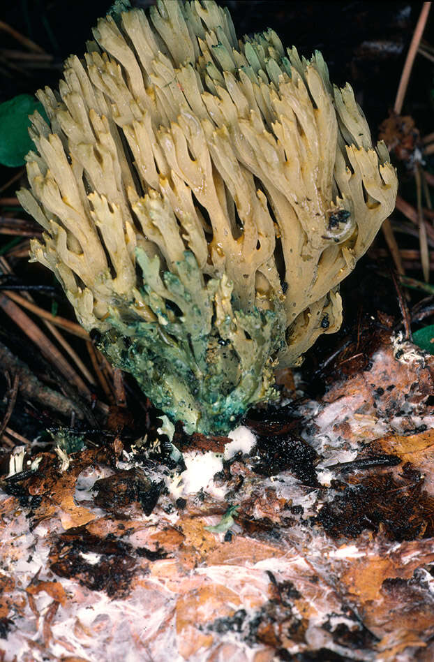 Image de Phaeoclavulina abietina (Pers.) Giachini 2011