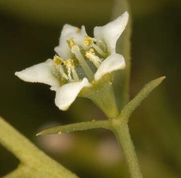 Image of bastard toadflax