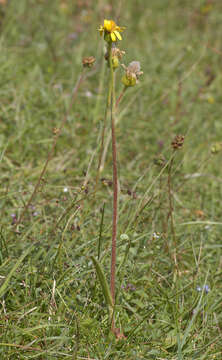 Tephroseris integrifolia subsp. integrifolia resmi