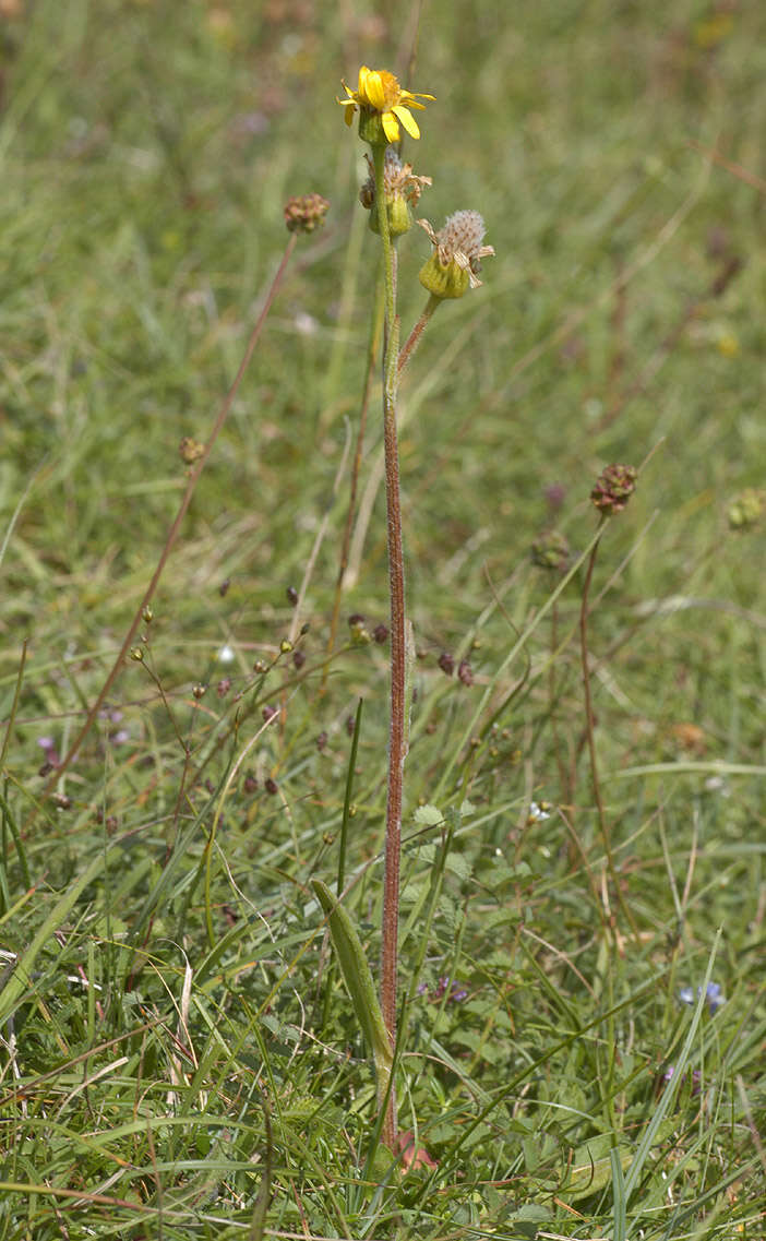 Tephroseris integrifolia subsp. integrifolia resmi