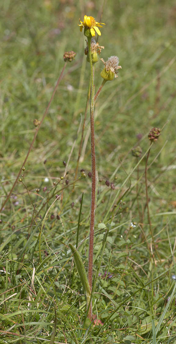 Tephroseris integrifolia subsp. integrifolia resmi