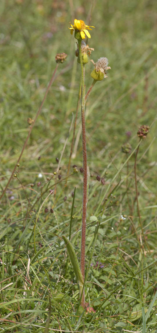 Tephroseris integrifolia subsp. integrifolia resmi