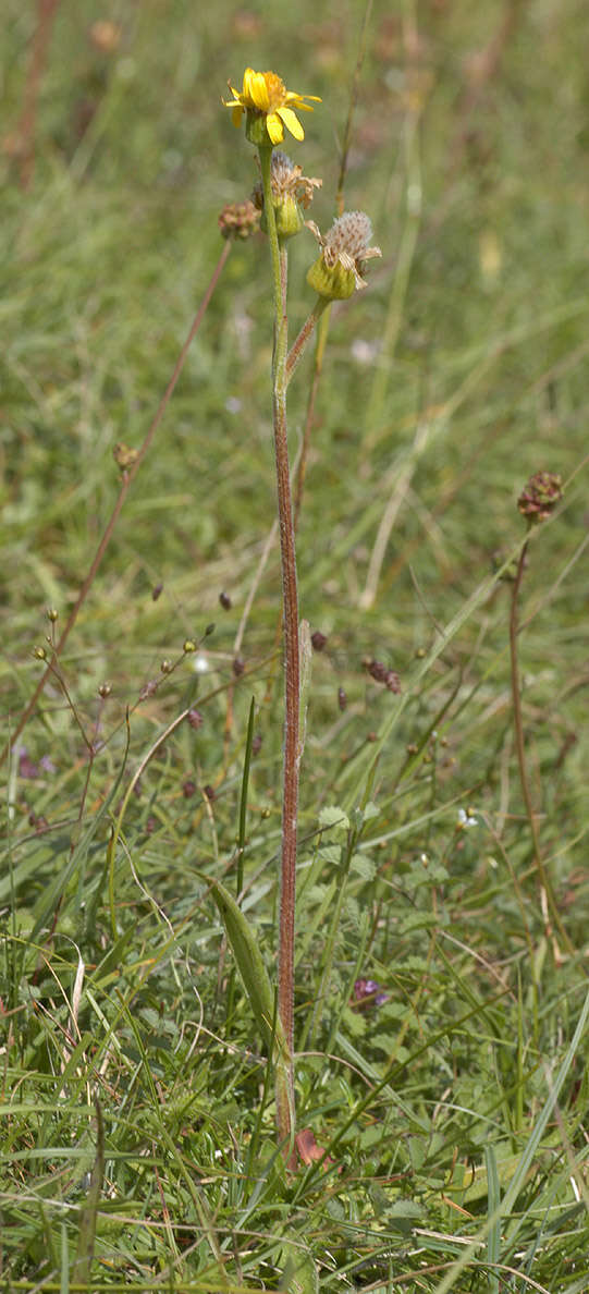 Tephroseris integrifolia subsp. integrifolia resmi