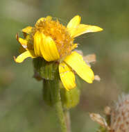 Tephroseris integrifolia subsp. integrifolia resmi