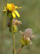 Tephroseris integrifolia subsp. integrifolia resmi