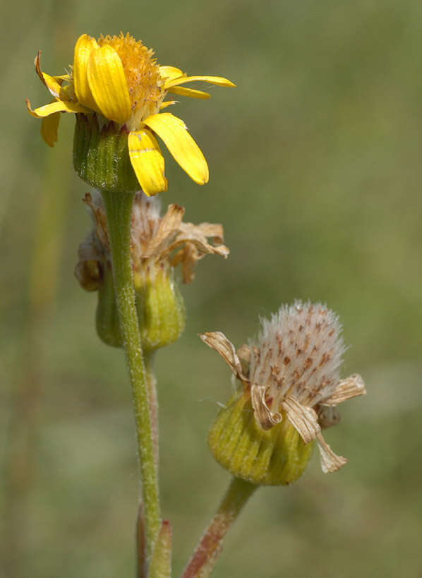 Tephroseris integrifolia subsp. integrifolia resmi