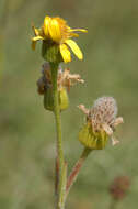 Tephroseris integrifolia subsp. integrifolia resmi