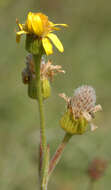 Tephroseris integrifolia subsp. integrifolia resmi